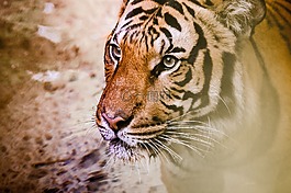 虎,動物,野生動物