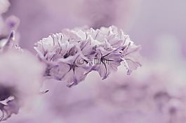 紫,花,宏
