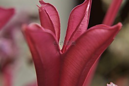 粉色,花,粉紅色的花