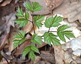 黑升麻,新葉,植物