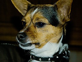 狗,國內(nèi)動物,項鏈