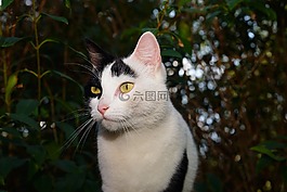 貓,女性,寵物