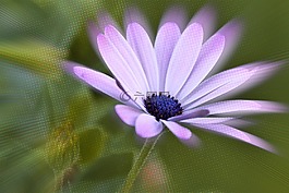 開花,花,紫