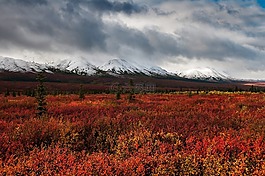 景觀,秋,山