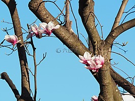玉蘭,開花,春天