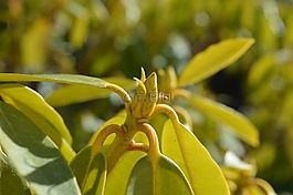 杜鵑,性質(zhì),按鈕