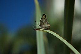 蝴蝶,美麗,美容