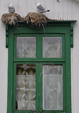 窗口,海鷗,木窗口