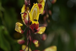 黃色花,蜜蜂,花卉