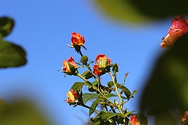 玫瑰花蕾,玫瑰,性質(zhì)
