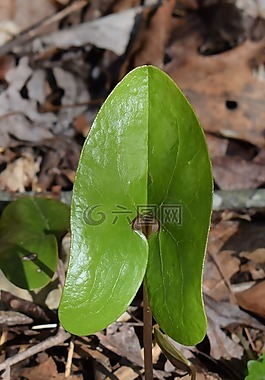野姜,姜細辛shuttleworthii,葉