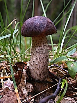 křemenáč,森林,菌