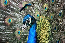 鳥(niǎo),孔雀,動(dòng)物