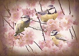 photoshop,舊,鳥(niǎo)