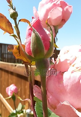 粉紅色,粉色玫瑰,玫瑰