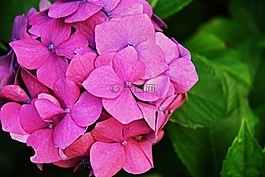 花,繡球,宏