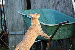 猫,鲭鱼,木墙