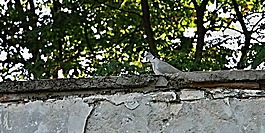 鴿子,墻,公園