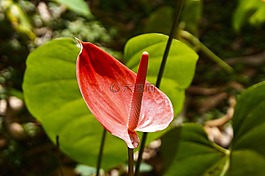 花,干,羅莎