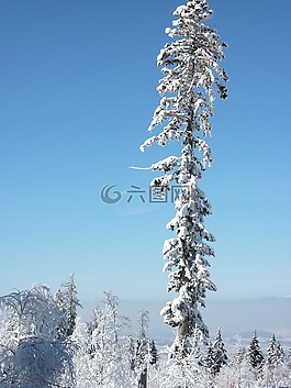 雪,樹(shù),冬天