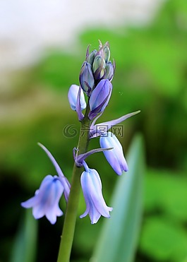 風(fēng)信子,花,性質(zhì)