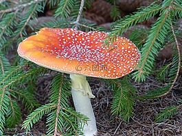 飛木耳,花園,秋季