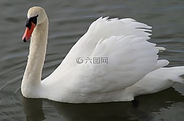 天鹅,羽毛,水