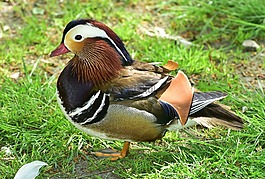 鴛鴦,鴨,鳥