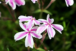 夾竹桃,花,春天