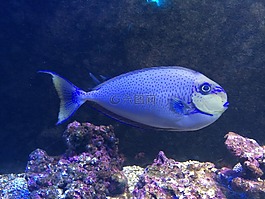 水中,魚兒,海魚