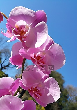 蘭花,花,性質(zhì)