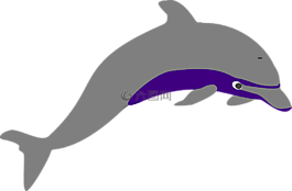 海豚,跨越式,海