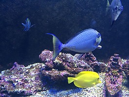 水中,魚兒,海魚