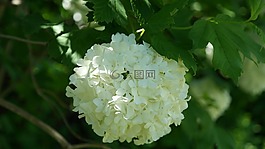 布什,春天,雪球