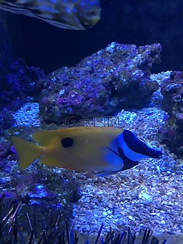 水中,魚兒,海魚