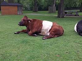 haighlander,母牛,動物