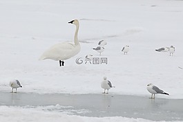 天鵝,冬天,雪