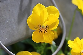 思維,花,黃色