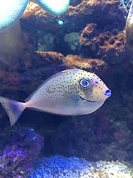 水中,魚兒,海魚