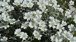 春天,花,白
