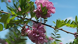布什,春天,鮮花