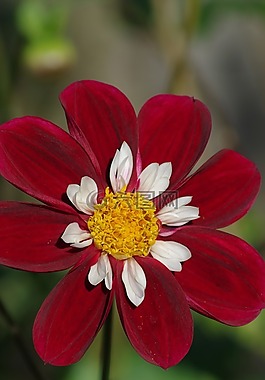 大麗花,花,花瓣