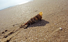 海洋,海灘,自然
