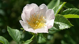 野生玫瑰,花,粉紅色