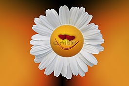 瑪格麗特,leucanthemum,復合材料