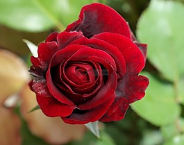 玫瑰,花,紅色
