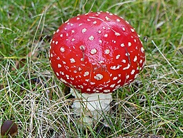 飛木耳,秋季,花園