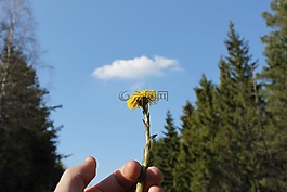 花卉,云,himmel