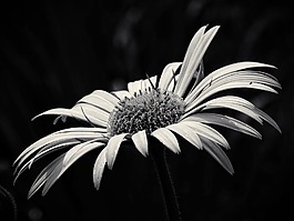 美女,黃花,黑與白