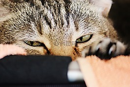 猫,猫脸,困了
